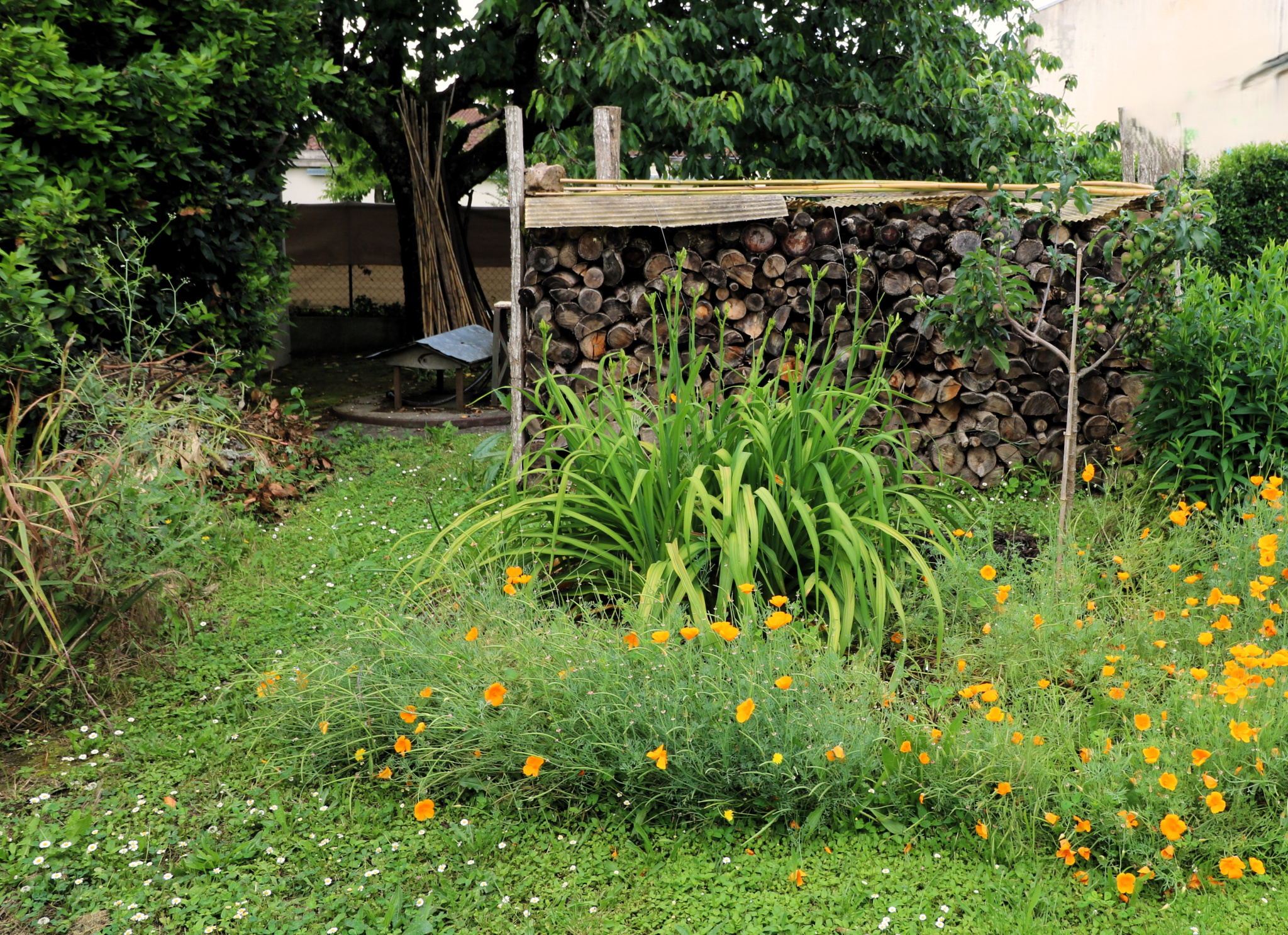 Photo 4
